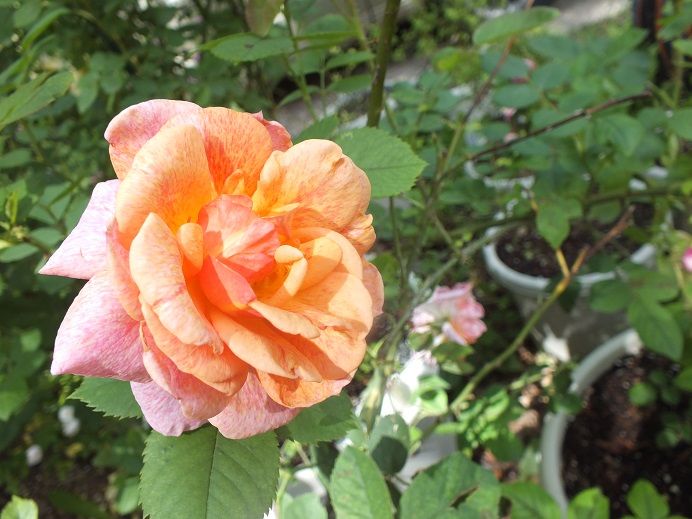  photo spanishrhapsody6_zps74ab86a2.jpg